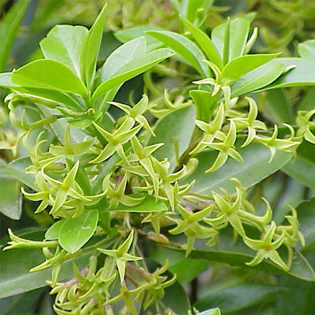 Daphne laureola subsp. philippi - Lorbeer-Seidelbast