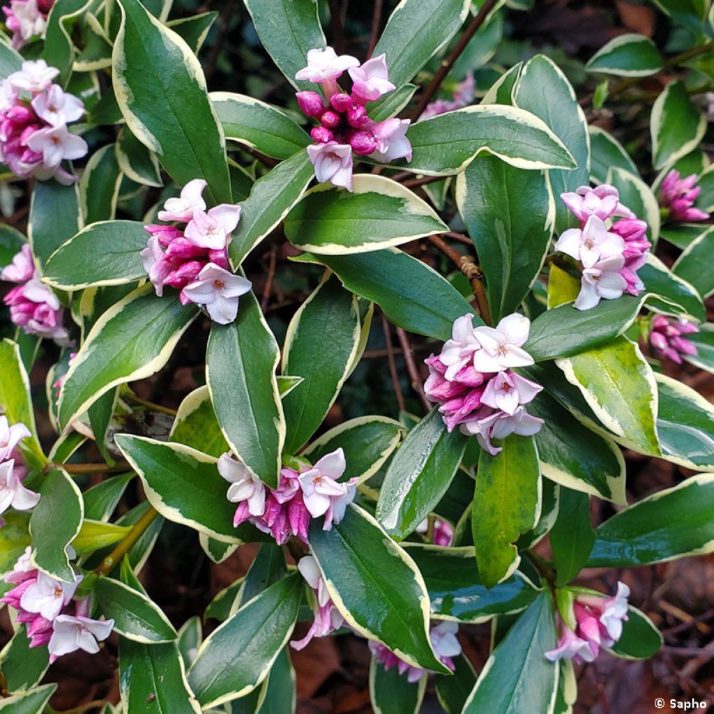 Seidelbast Rogald'or - Daphne odora