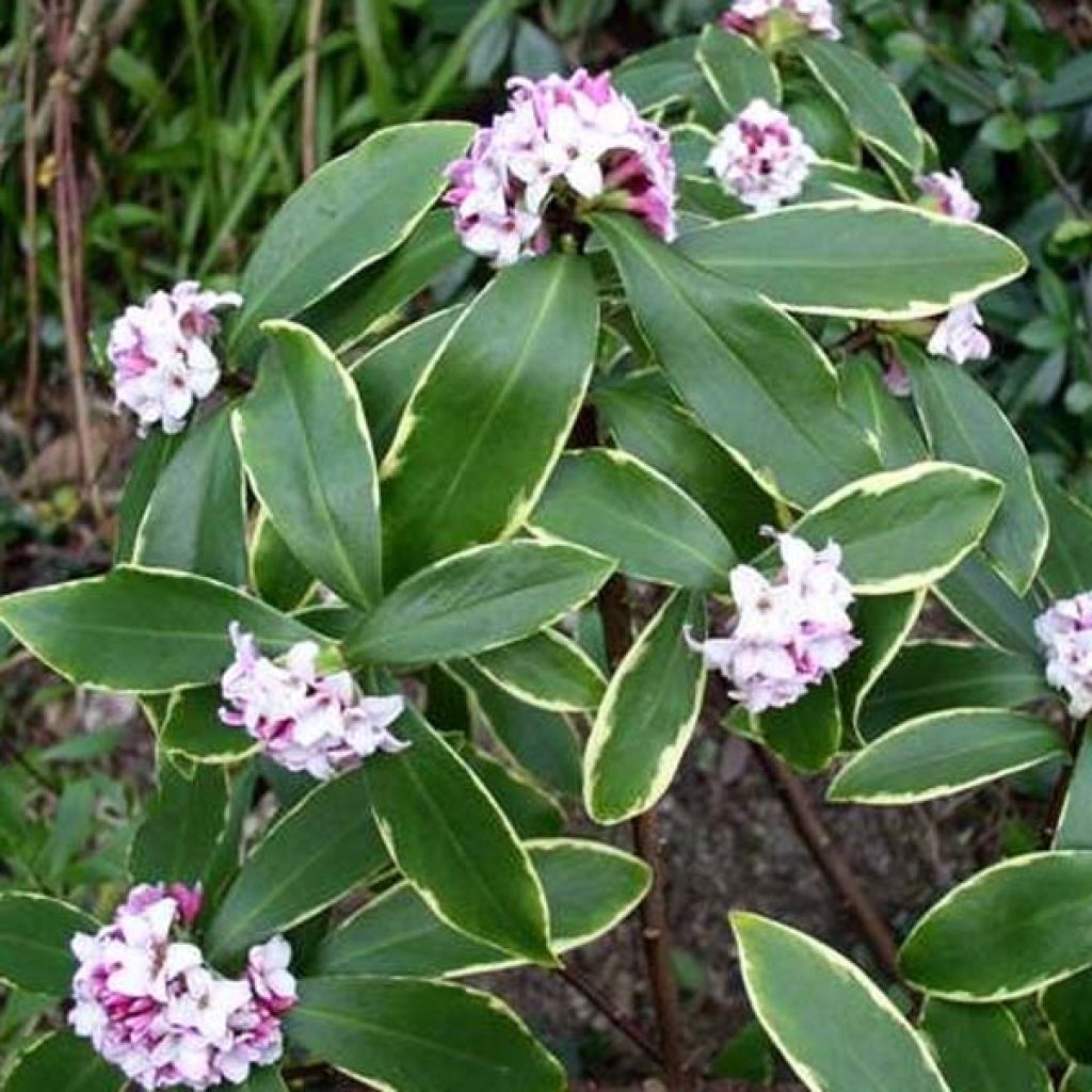 Seidelbast Aureomarginata - Daphne odora