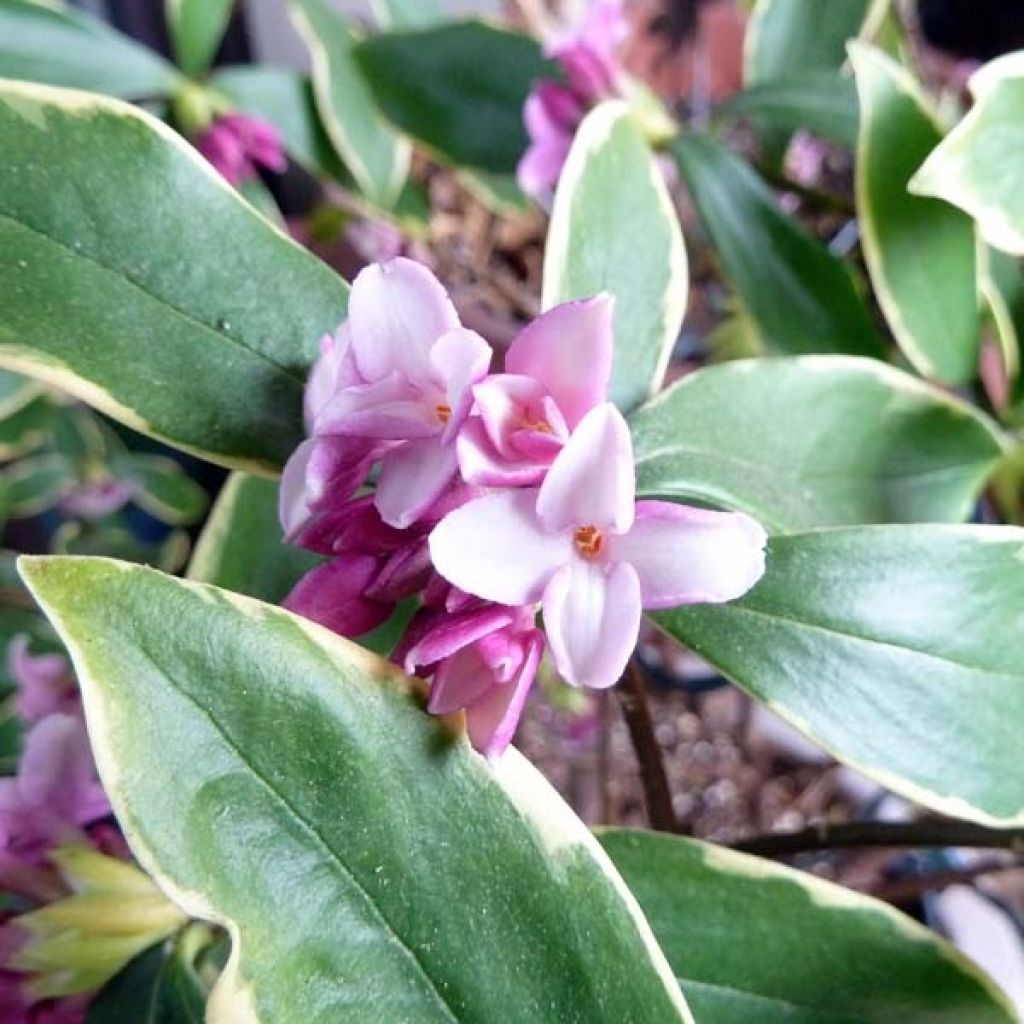 Seidelbast Aureomarginata - Daphne odora