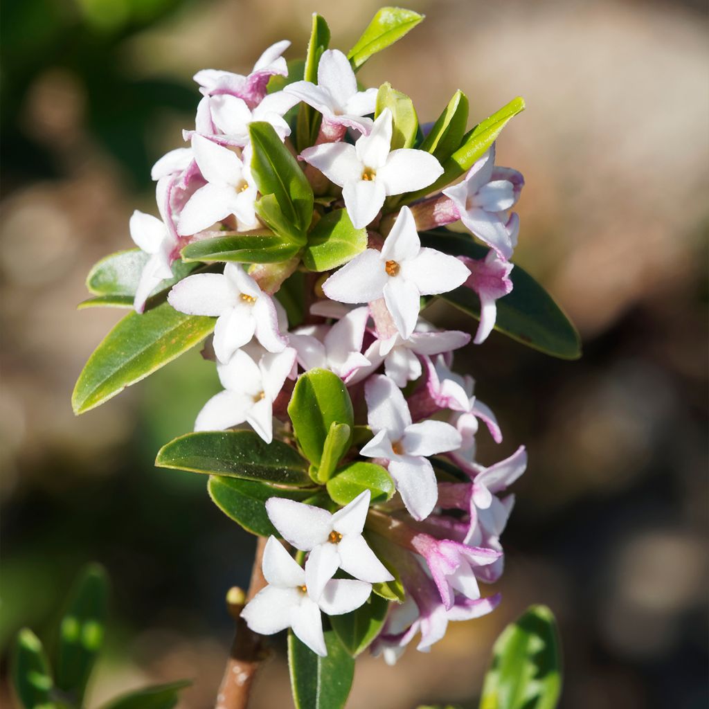 Daphne retusa - Seidelbast