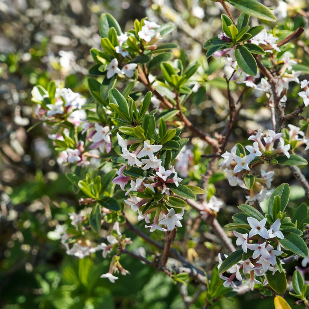 Daphne retusa