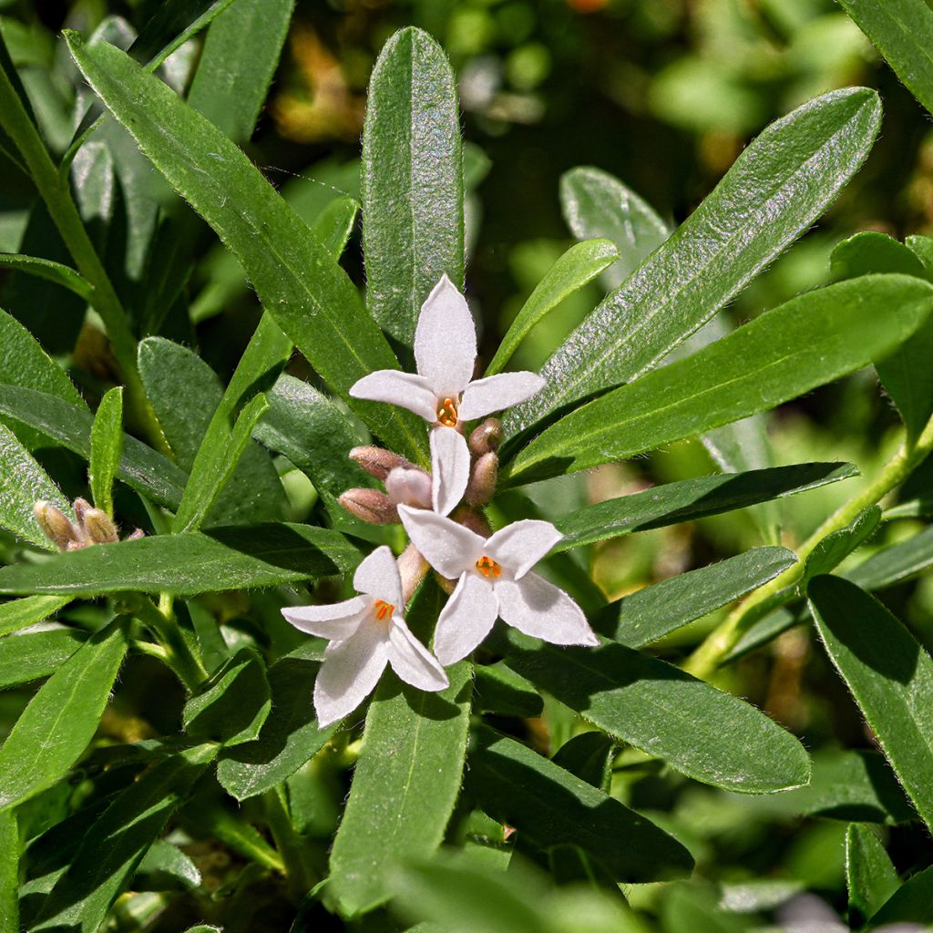 Seidelbast Eternal Fragrance - Daphne transatlantica