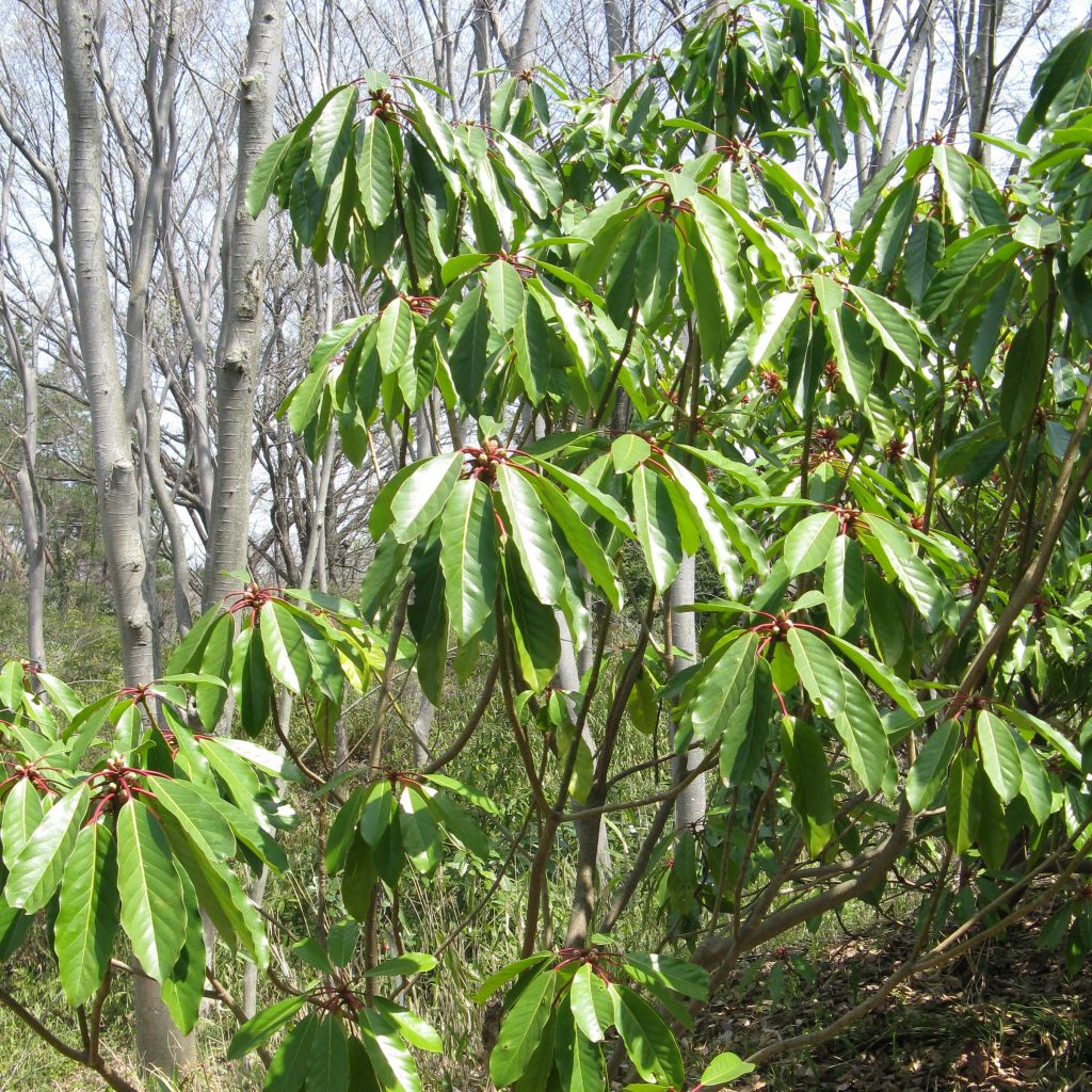 Daphniphyllum himalayense subsp. macropodum - Chinesischer Scheinlorbeer