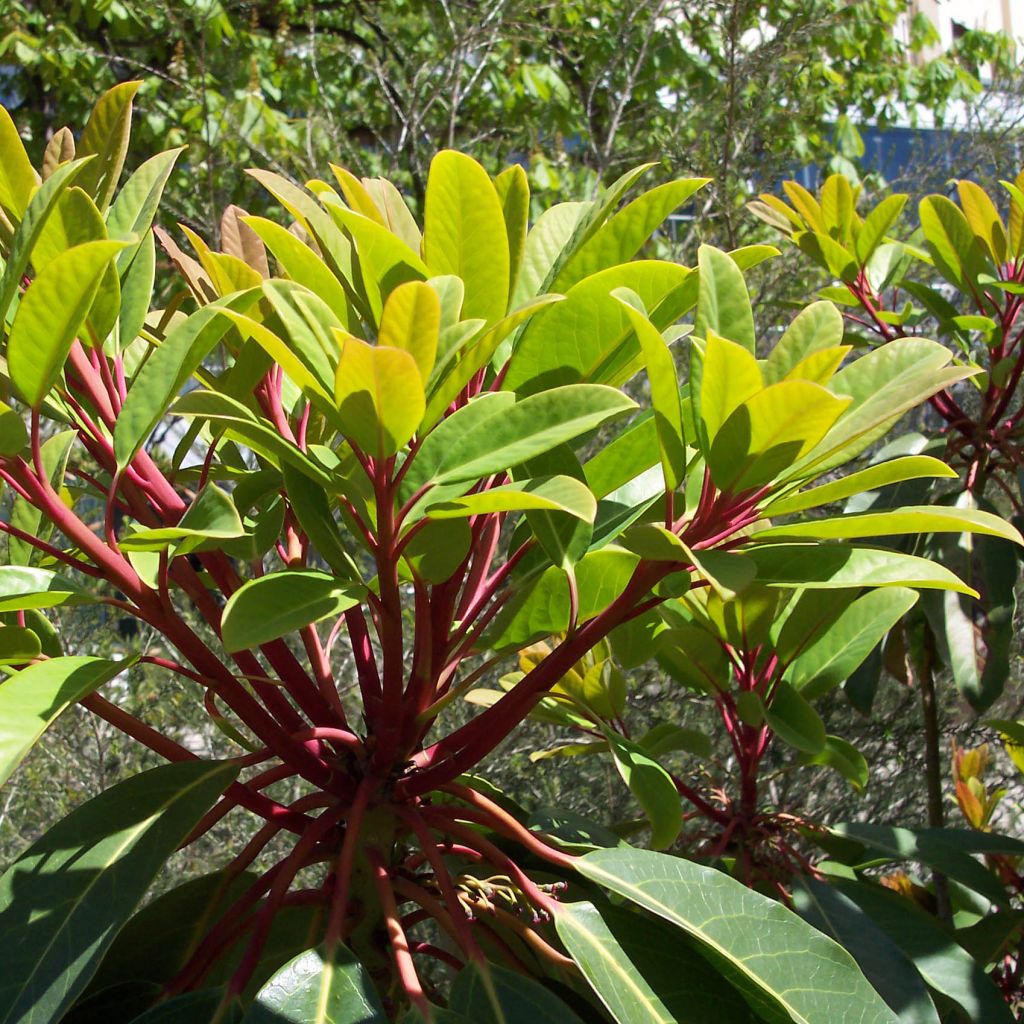 Daphniphyllum himalayense subsp. macropodum - Chinesischer Scheinlorbeer