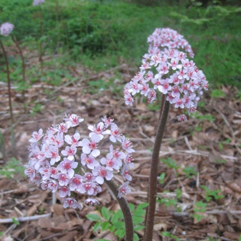 Darmera peltata - Schildblatt