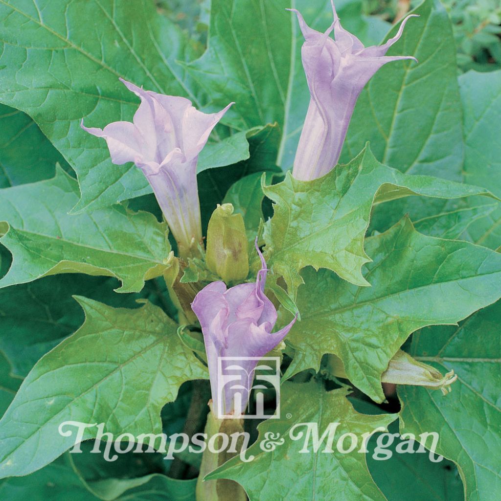 Stechapfel La Fleur Lilac (Samen) - Datura