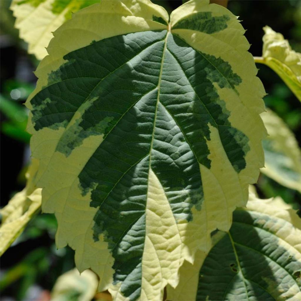 Arbre aux mouchoirs panaché - Davidia involucrata Lady Sunshine