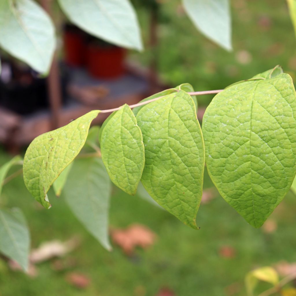 Decaisnea fargesii - Blauschotenbaum