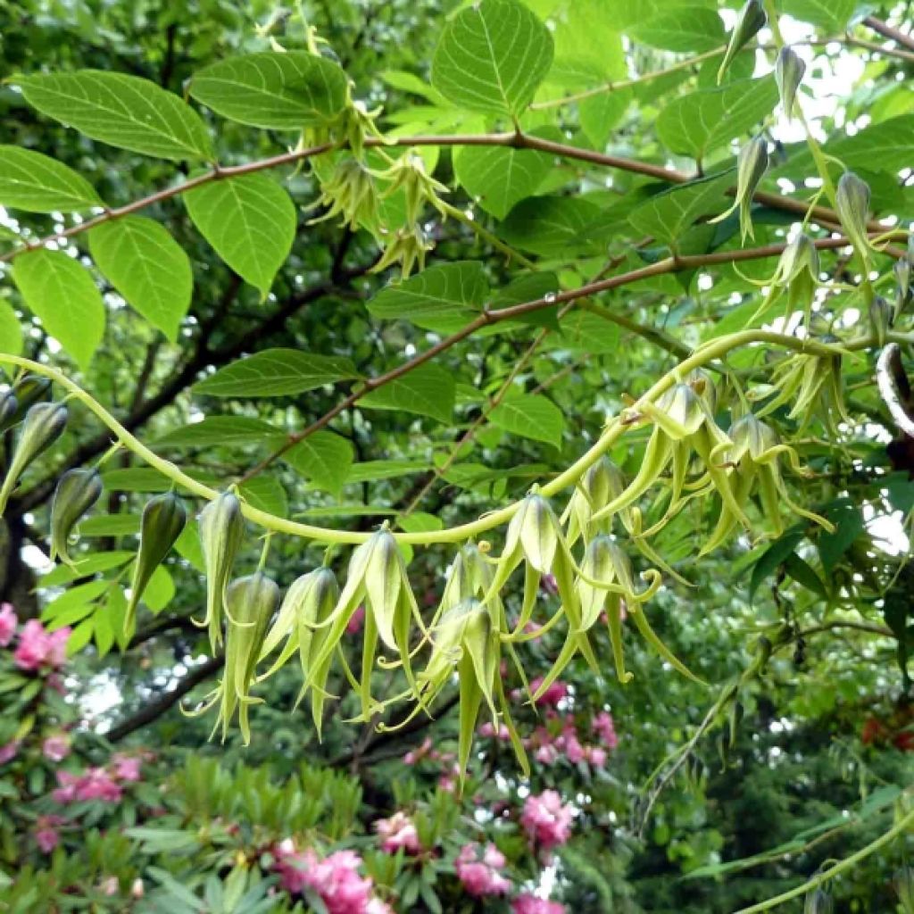 Decaisnea fargesii - Blauschotenbaum