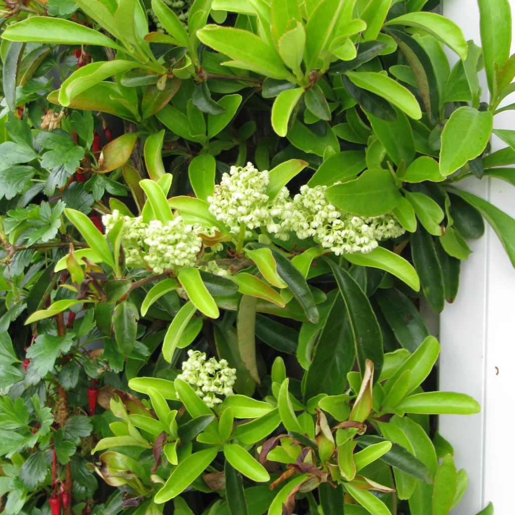 Decumaria sinensis - Sternhortensie