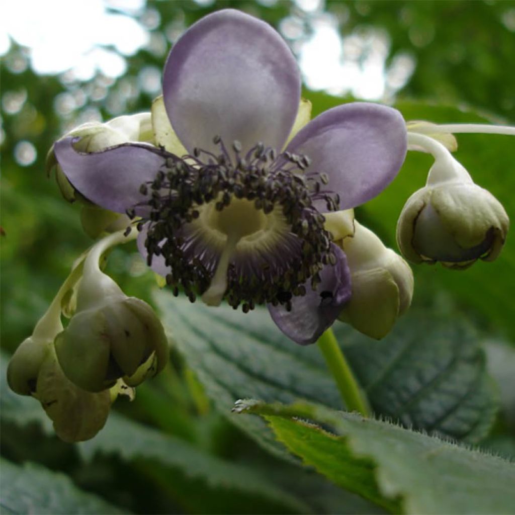 Deinanthe caerulea - Scheinhortensie