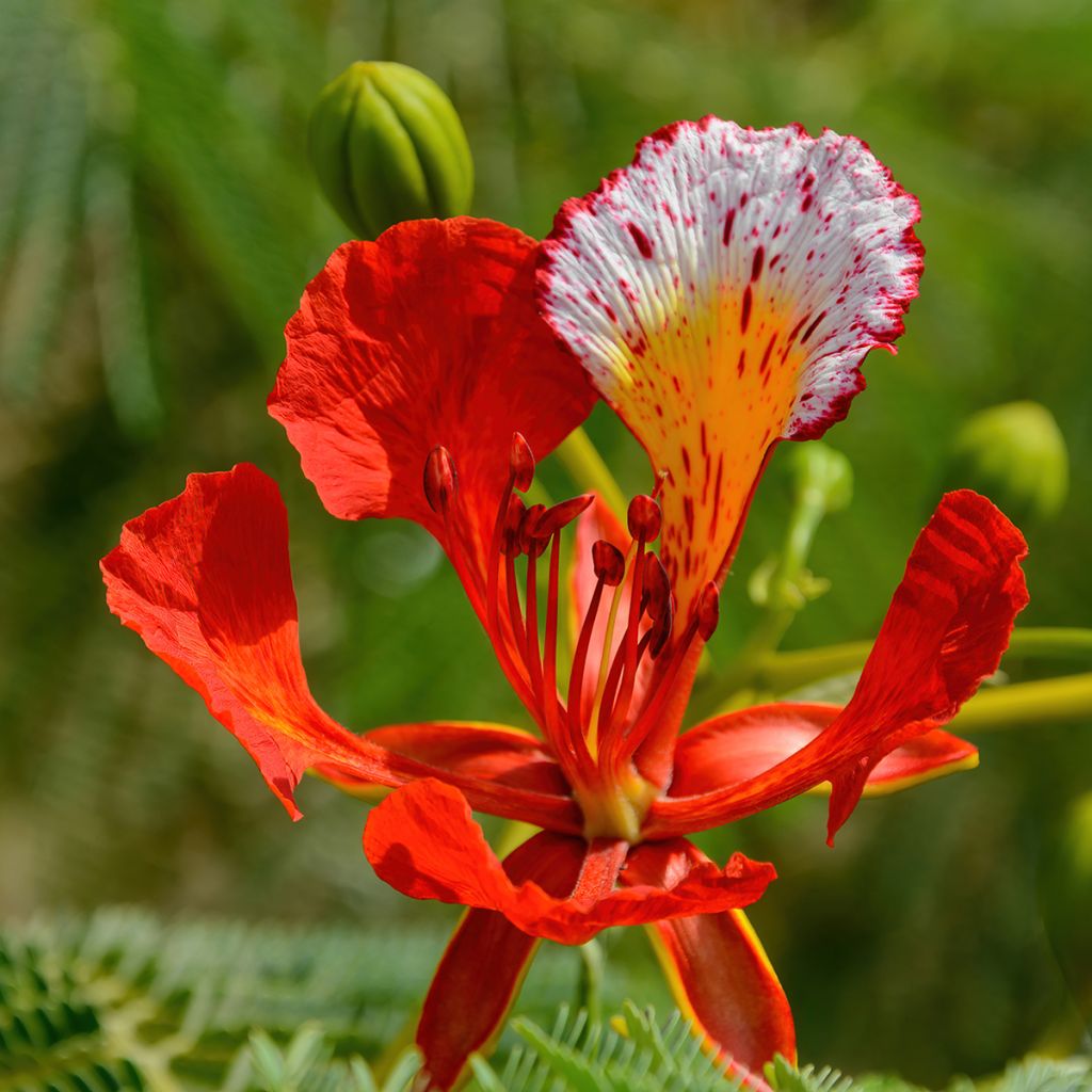 Delonix regia - Flammenbaum