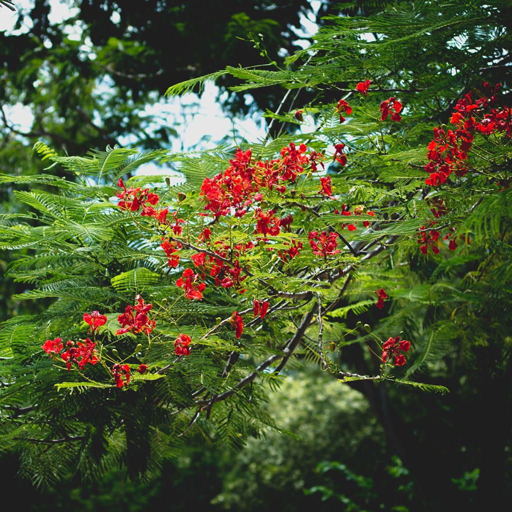 Delonix regia - Flamboyant