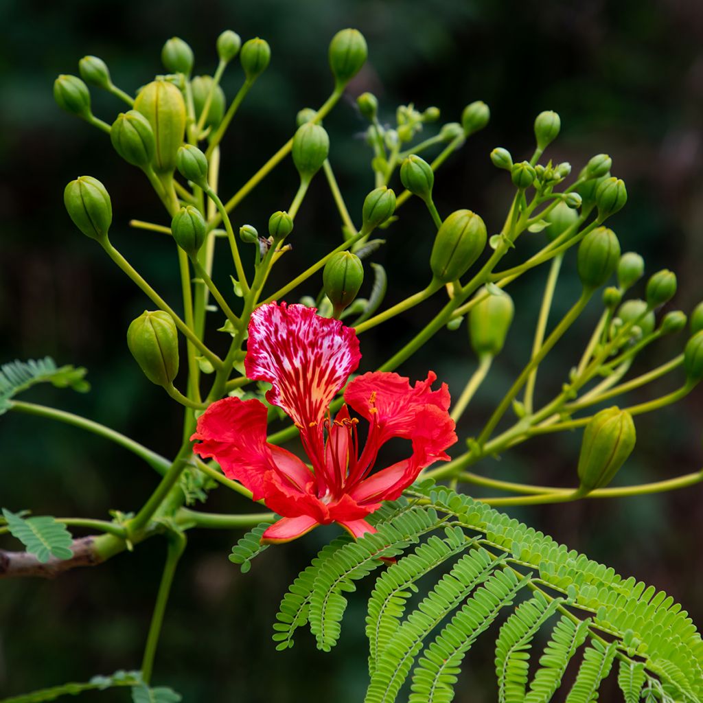 Delonix regia - Flamboyant