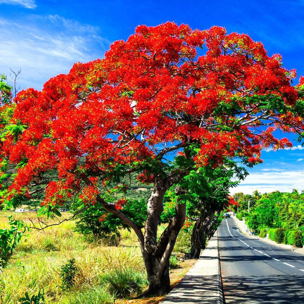 Delonix regia - Flamboyant