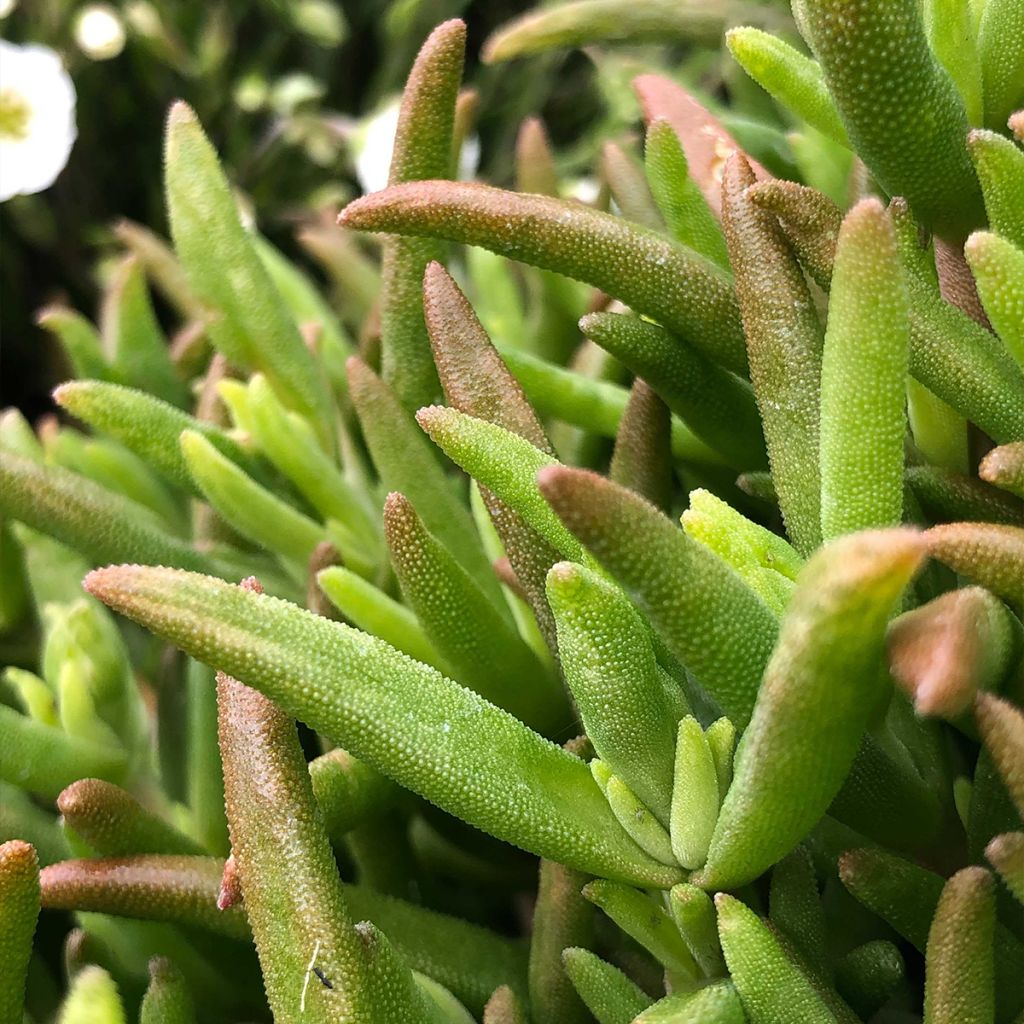 Delosperma Wheels of Wonder Hot Pink