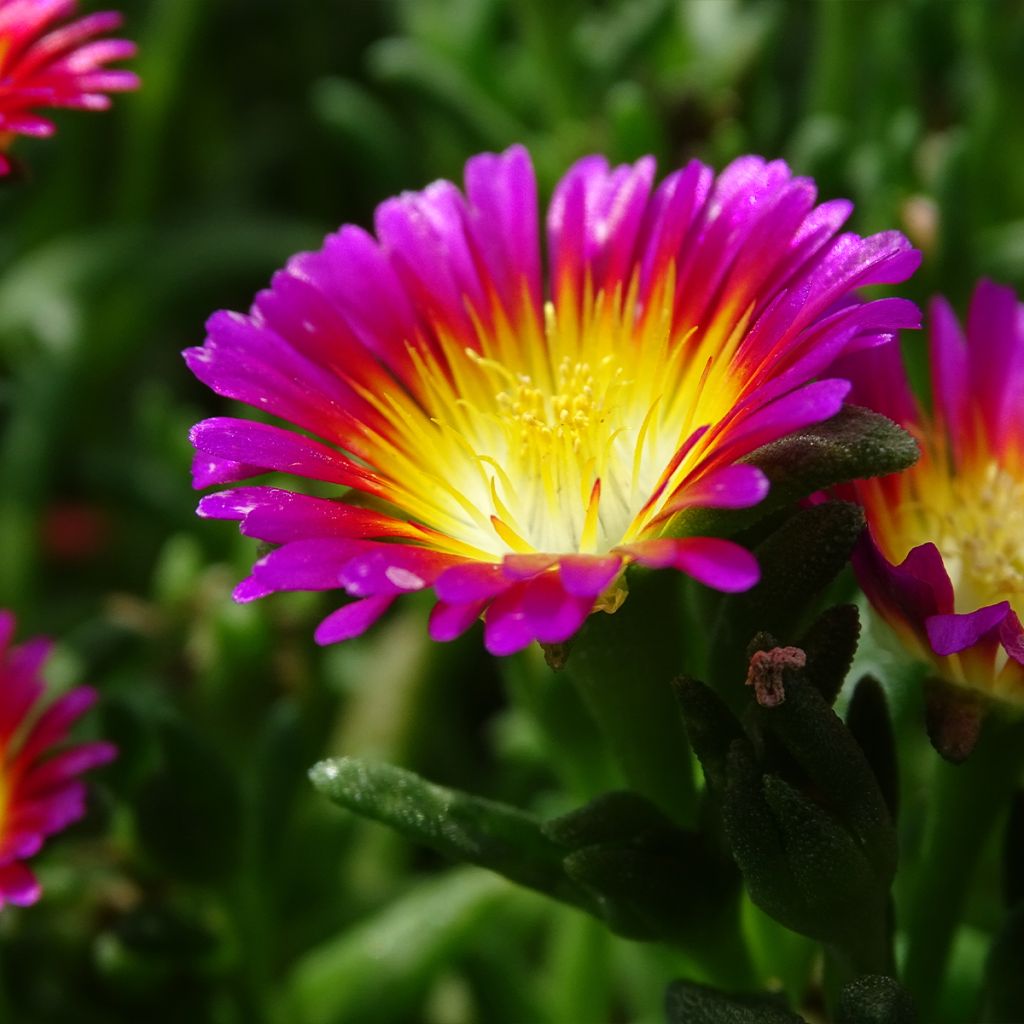 Delosperma Wheels of Wonder Hot Pink