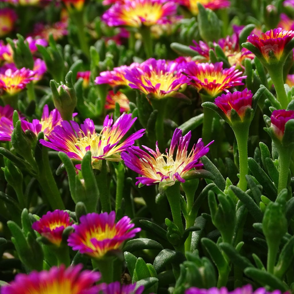 Delosperma Wheels of Wonder Hot Pink