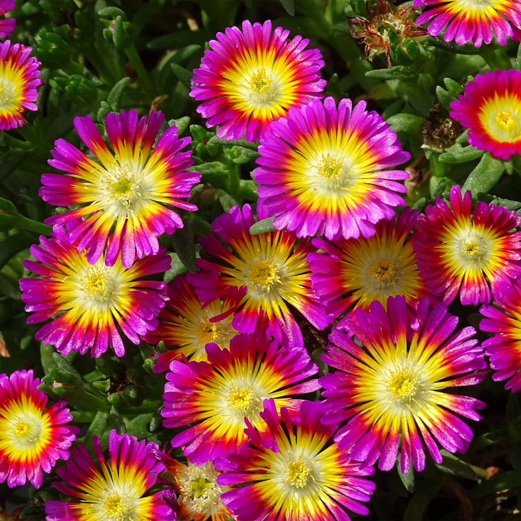 Delosperma Wheels of Wonder Hot Pink