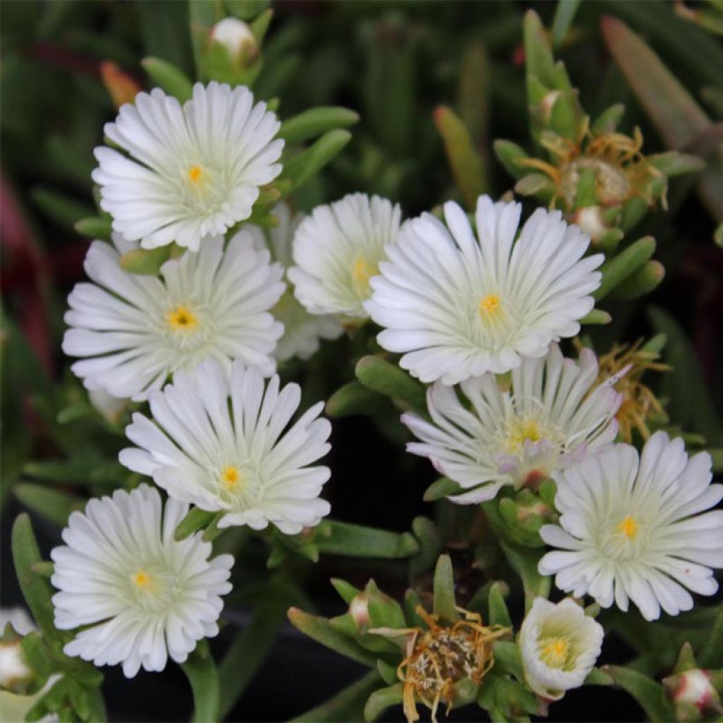 Delosperma Wheels of Wonder White