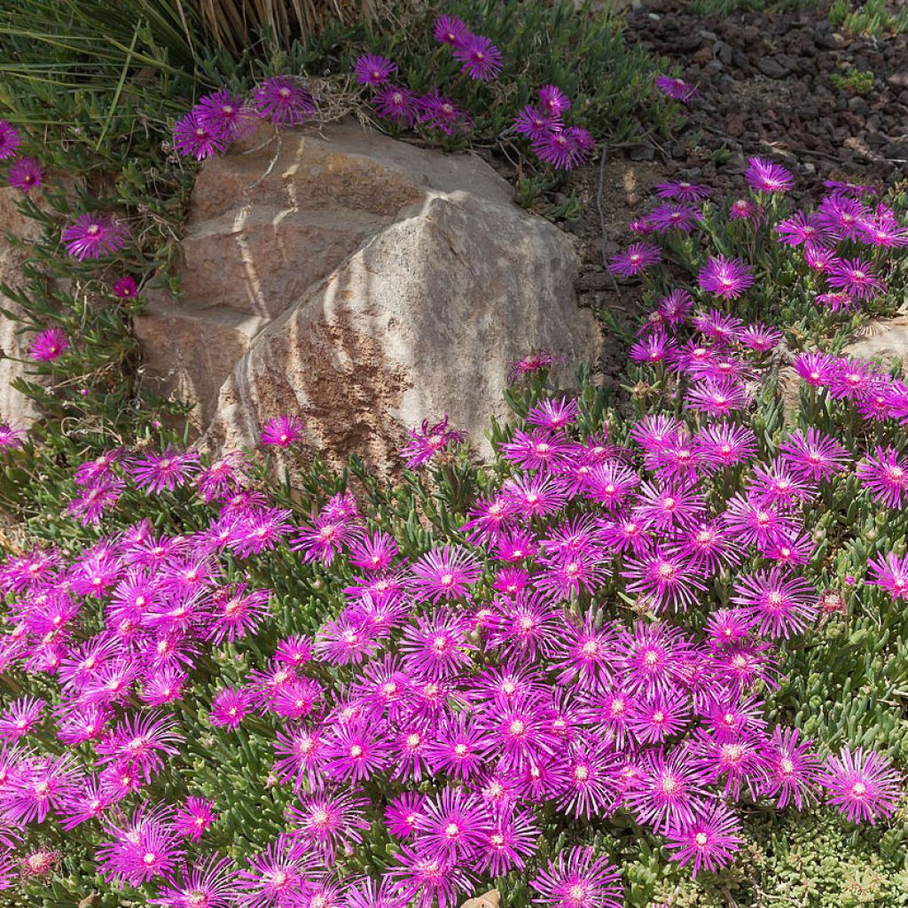 Delosperma cooperi