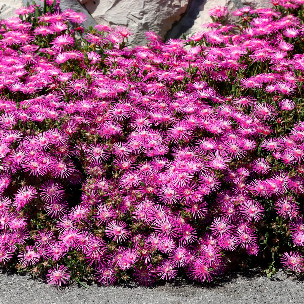 Delosperma cooperi