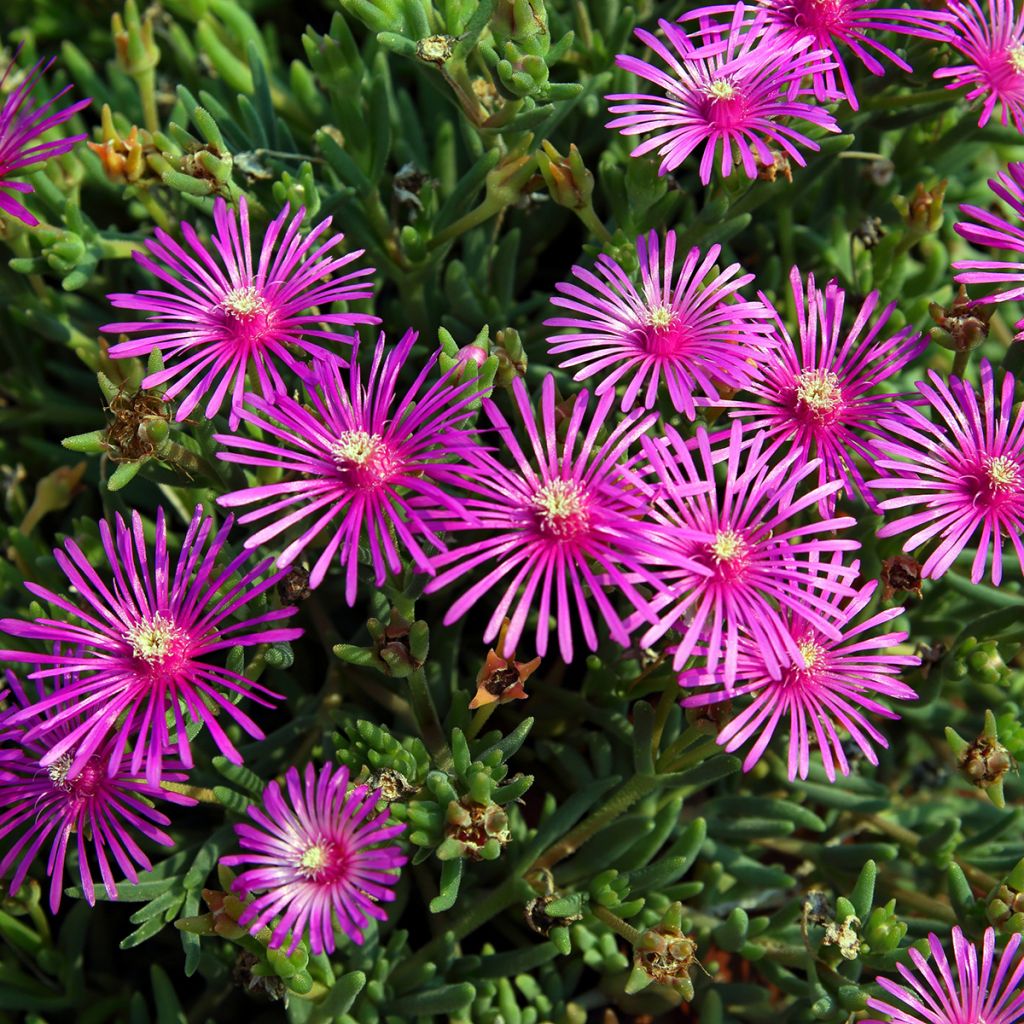 Delosperma cooperi