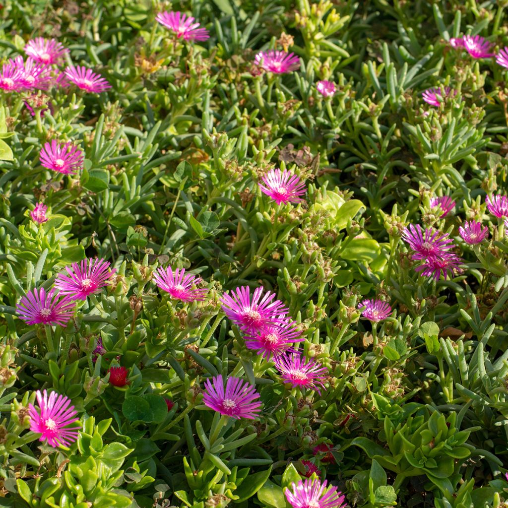 Delosperma cooperi