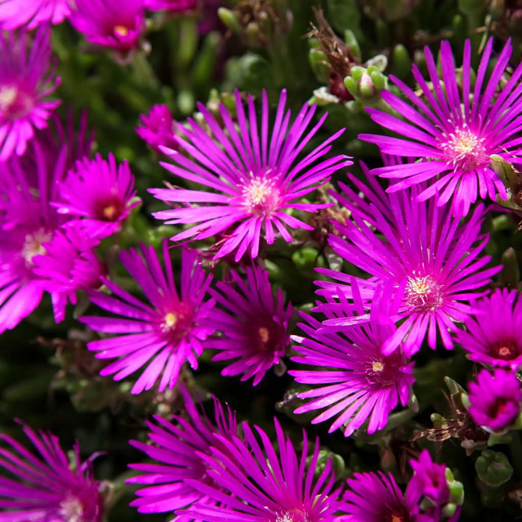 Delosperma cooperi