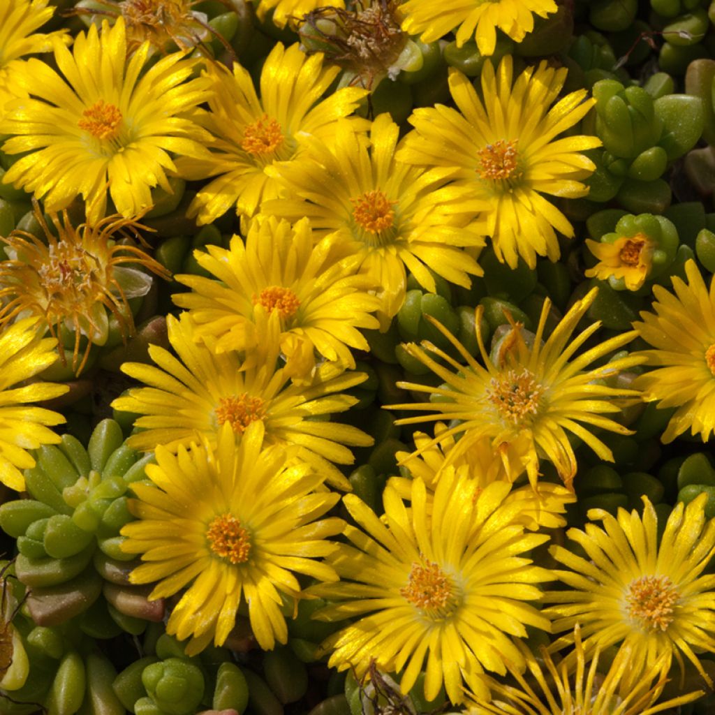 Delosperma lineare