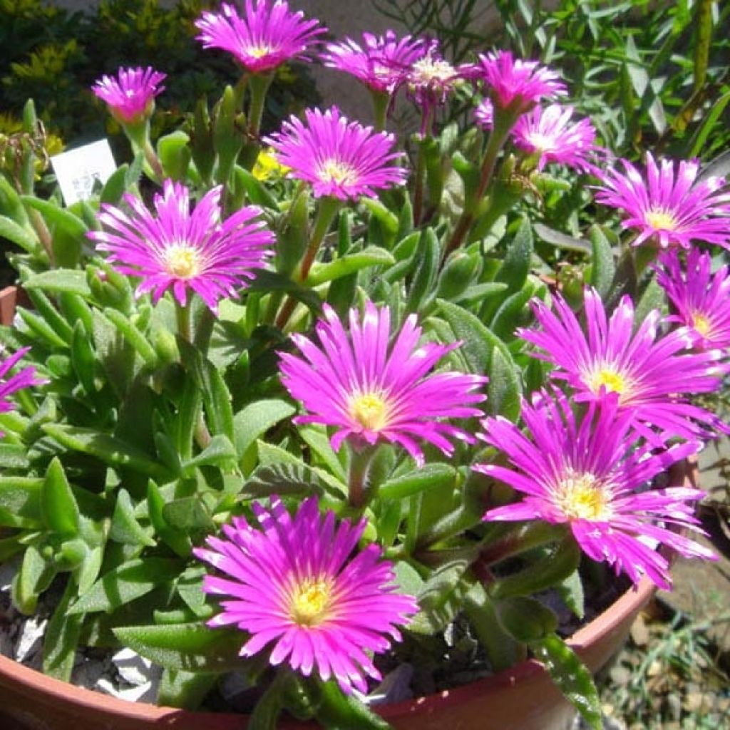 Delosperma sutherlandii