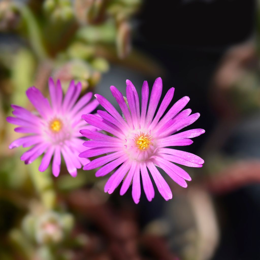 Delosperma sutherlandii