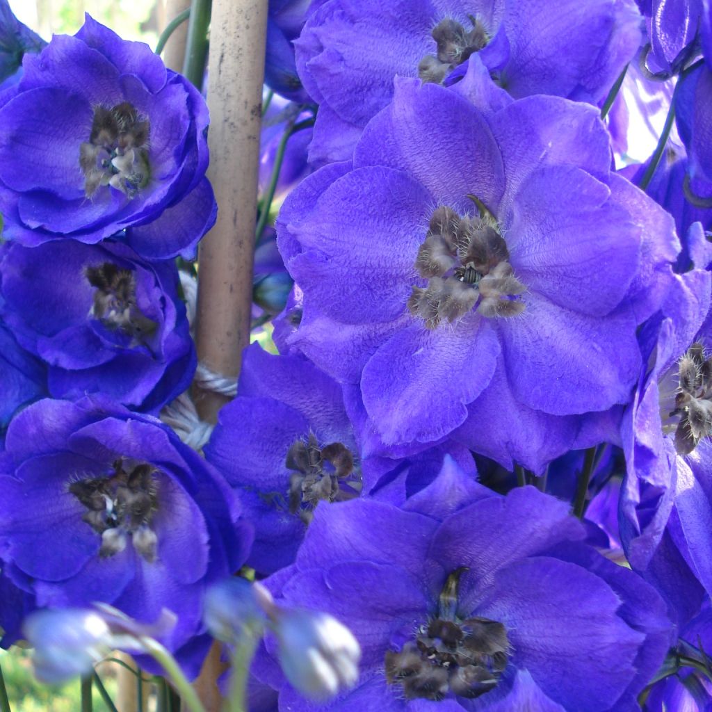 Pacific-Rittersporn Blue Jay - Delphinium