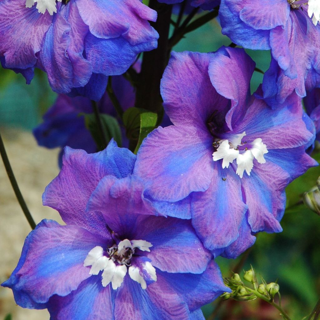 Pacific-Rittersporn Blue Triumphator - Delphinium