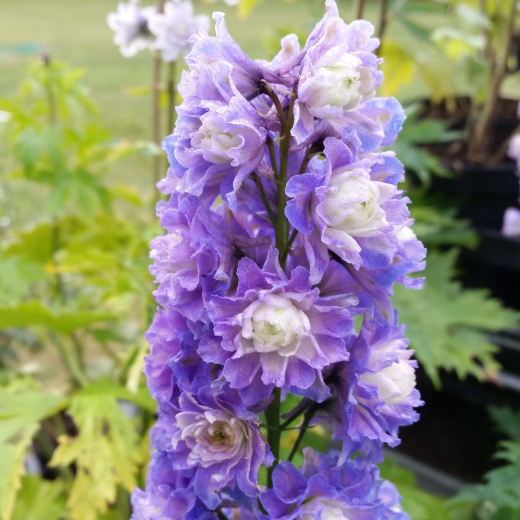 Hoher Rittersporn Highlander Bolero - Delphinium