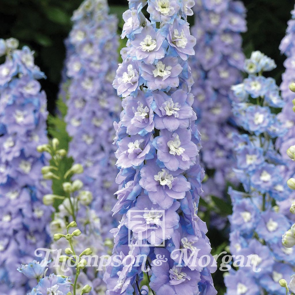 Delphinium Centurion Lilac Blue Bicolour F1 (Samen) - Garten-Rittersporn