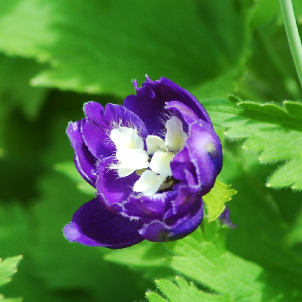 Pacific-Rittersporn Christel - Delphinium