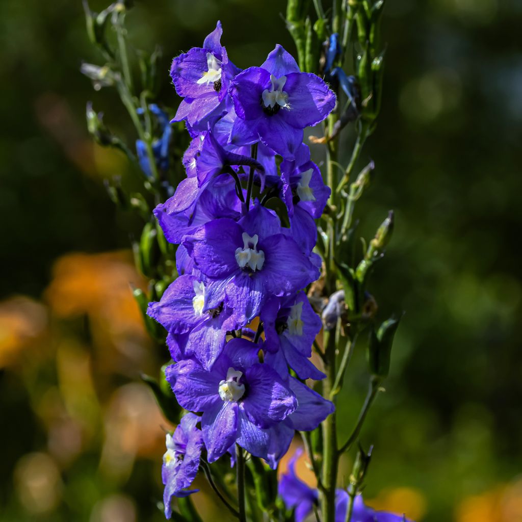 Pacific-Rittersporn Christel - Delphinium