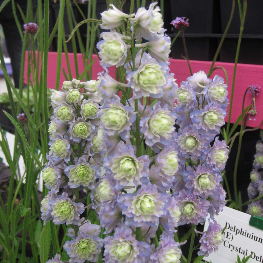 Pacific-Rittersporn Crystal Delight - Delphinium