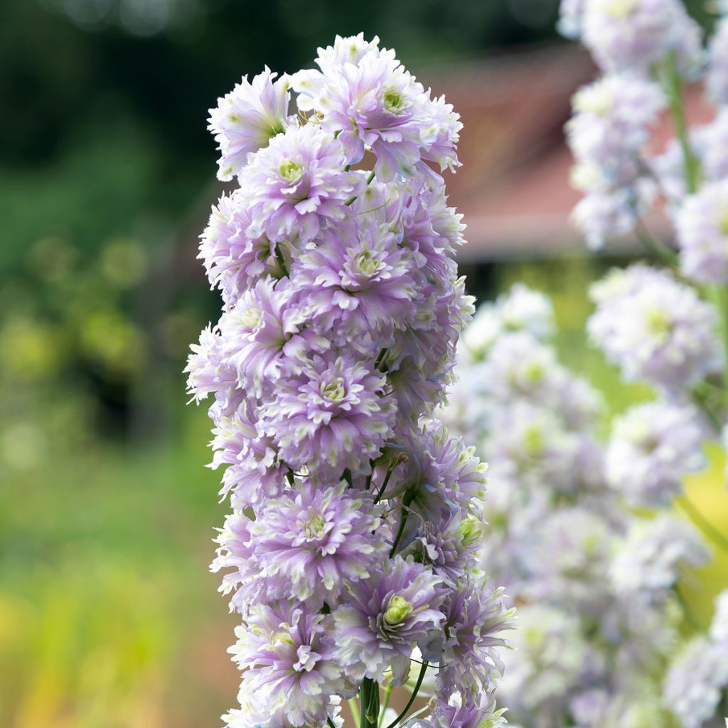 Pacific-Rittersporn Crystal Delight - Delphinium