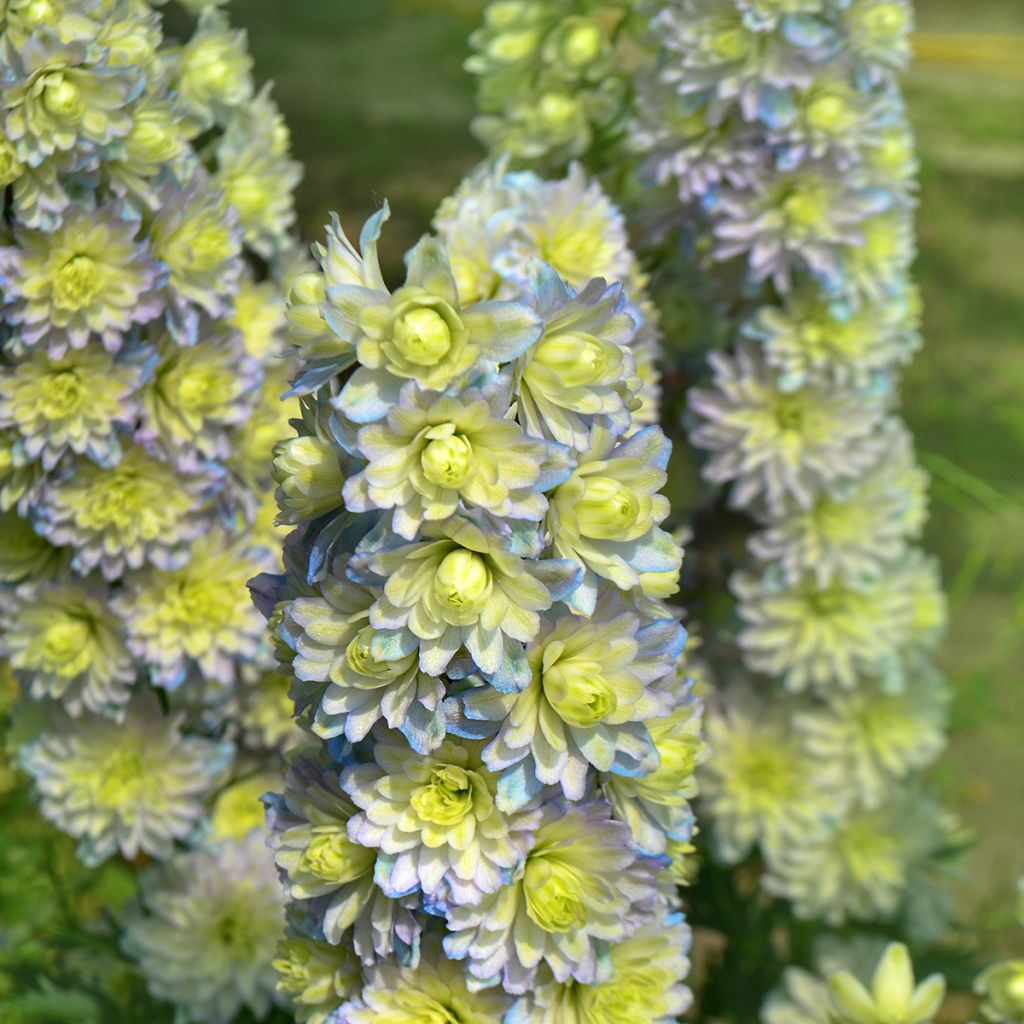 Pacific-Rittersporn Crystal Delight - Delphinium