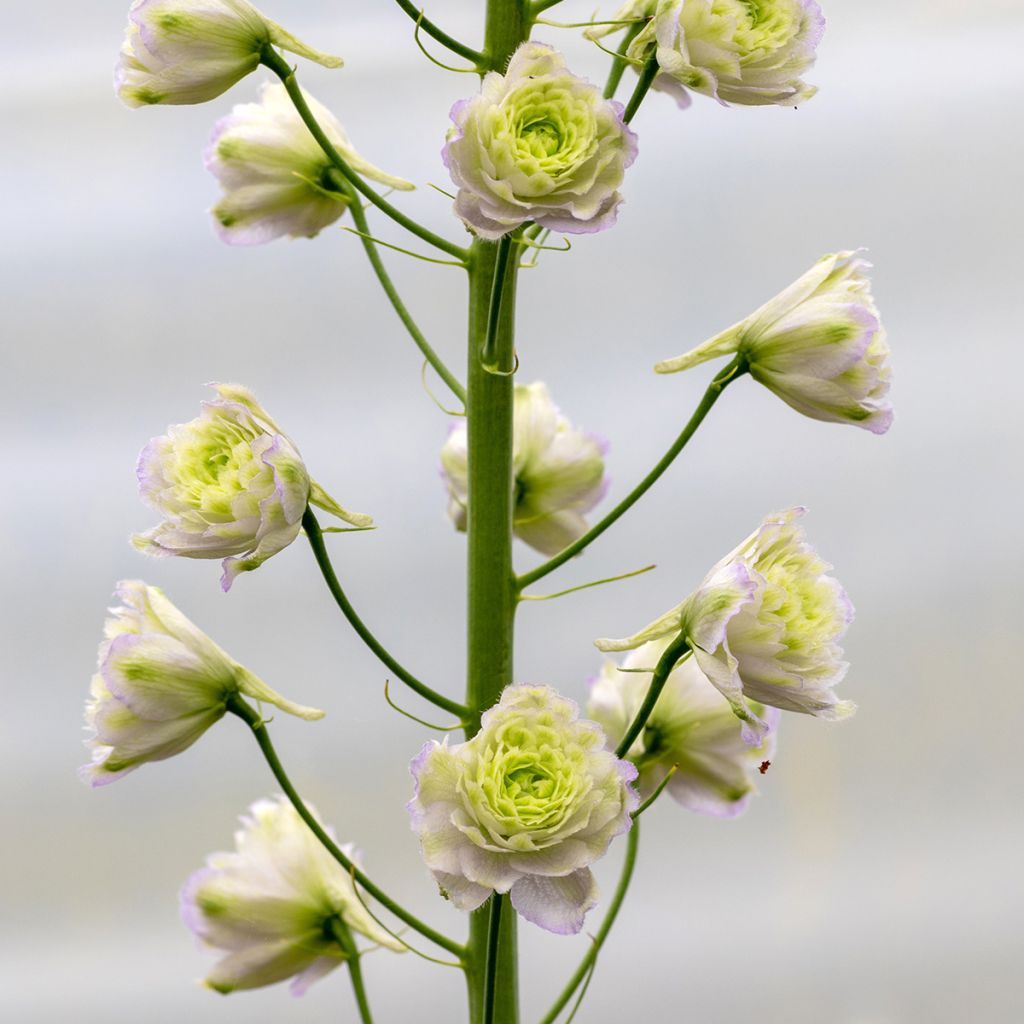 Pacific-Rittersporn Crystal Delight - Delphinium