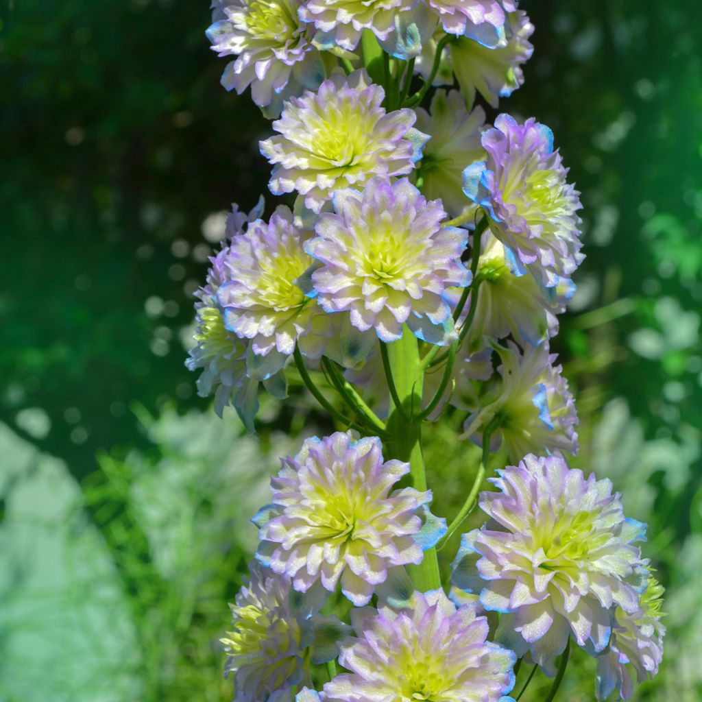 Pacific-Rittersporn Crystal Delight - Delphinium