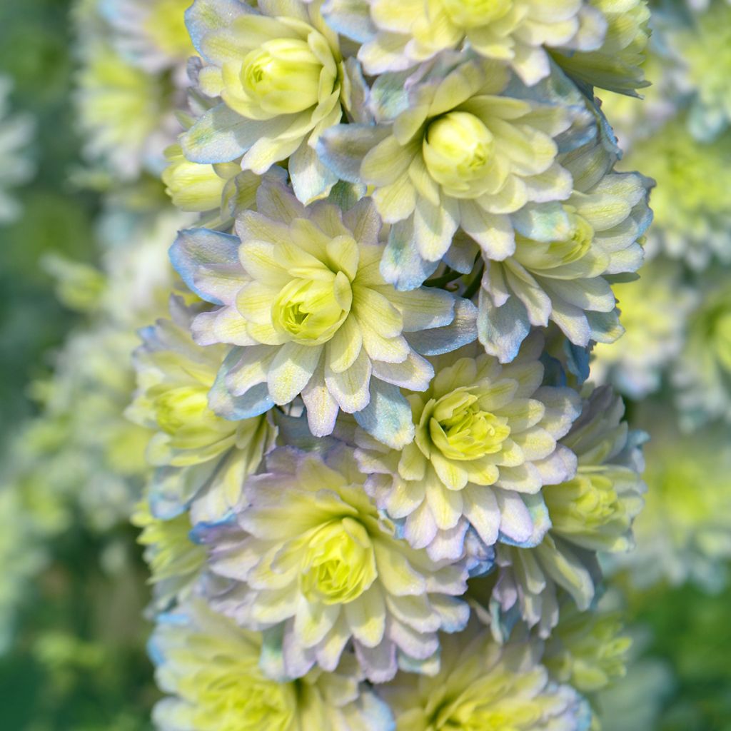 Pacific-Rittersporn Crystal Delight - Delphinium