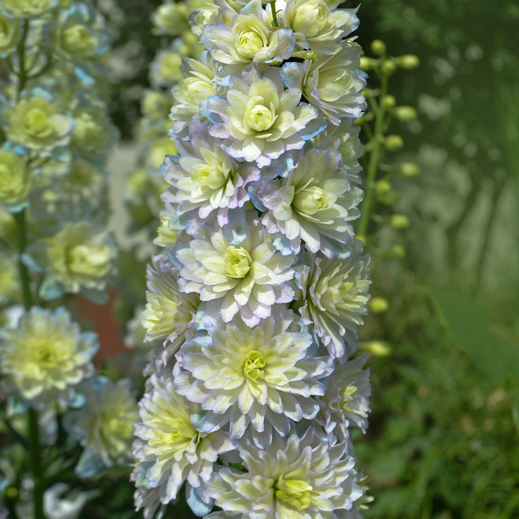 Pacific-Rittersporn Crystal Delight - Delphinium