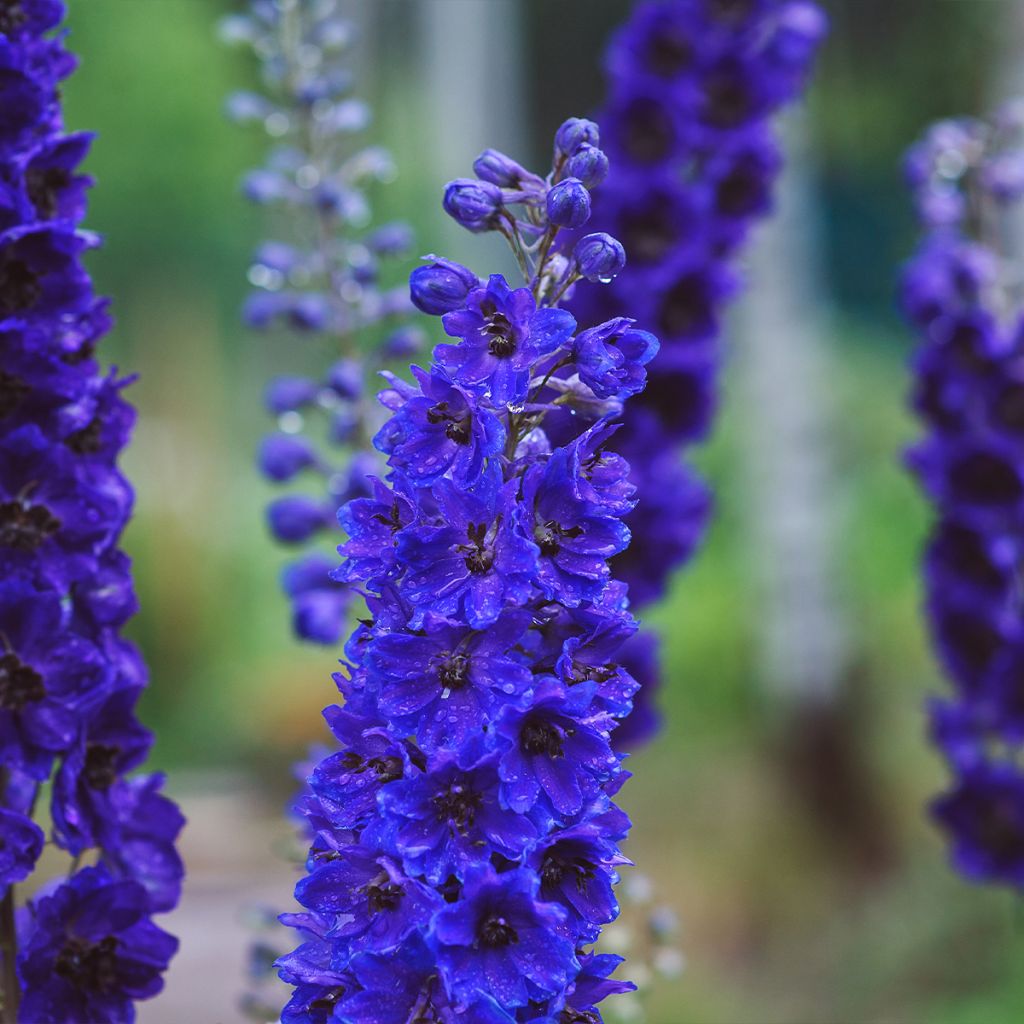 Pacific-Rittersporn Magic Fountain Dark Blue-Black Bee - Delphinium