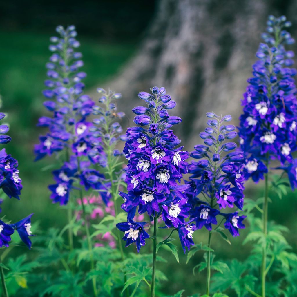 Pacific-Rittersporn Magic Fountain Dark Blue-White Be - Delphinium