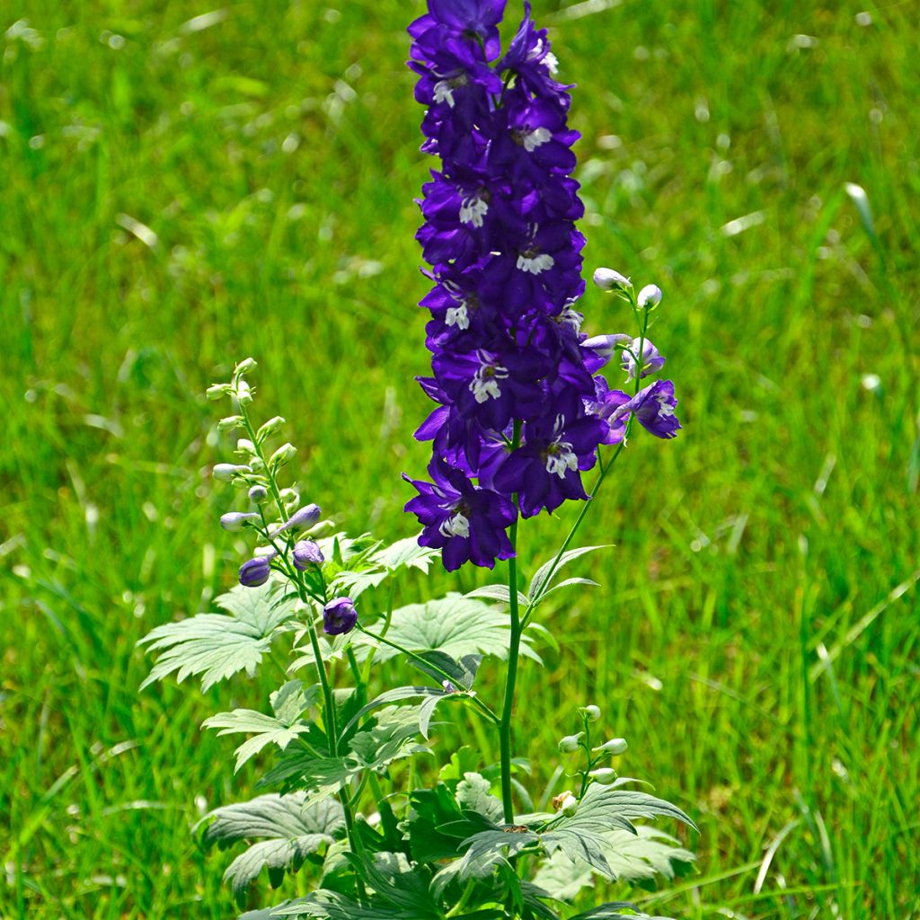 Pacific-Rittersporn Magic Fountain Dark Blue-White Be - Delphinium