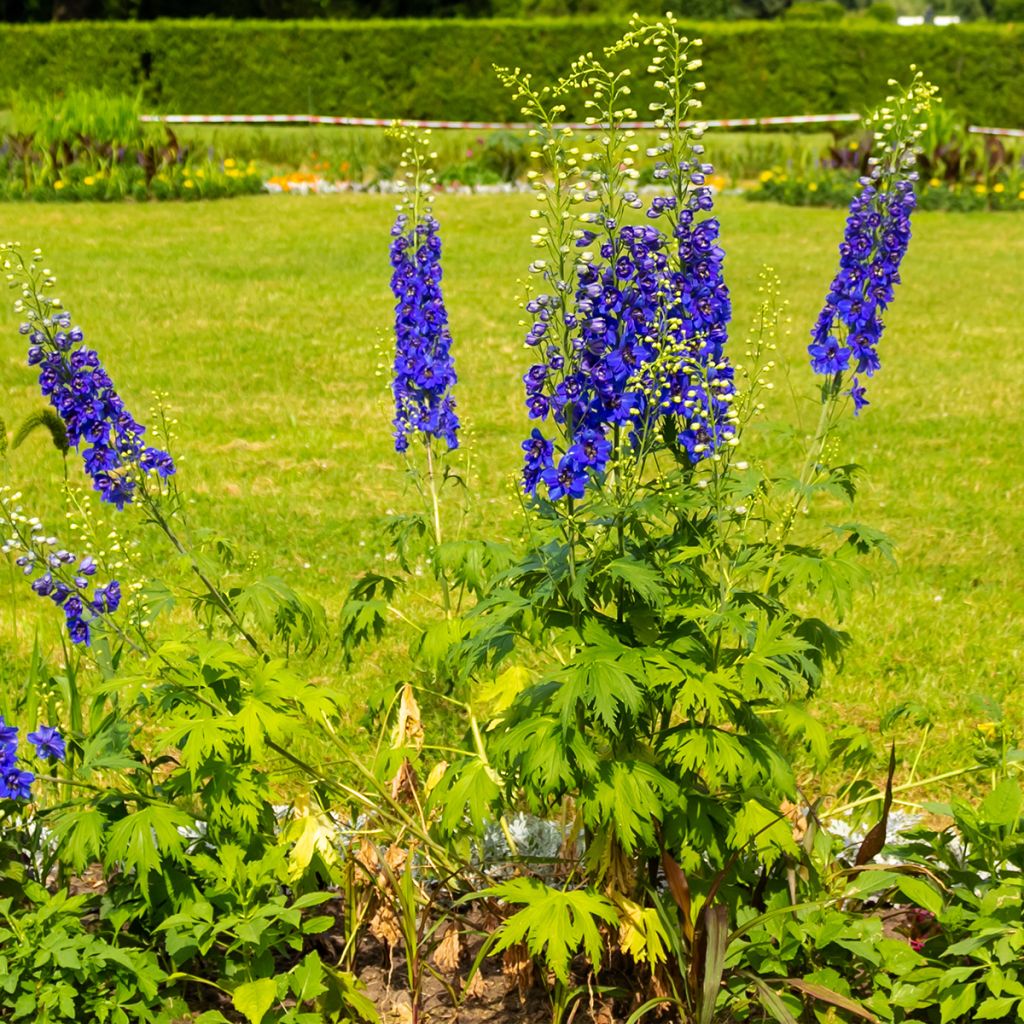 Pacific-Rittersporn Magic Fountain Dark Blue-White Be - Delphinium